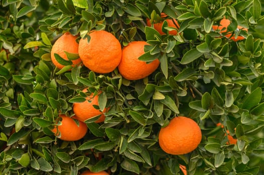 juicy fresh tangerines in a garden in Cyprus in winter 17