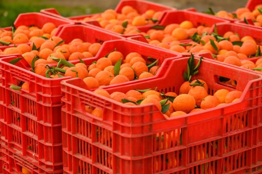 juicy fresh tangerines in boxes for sale in Cyprus in winter 1