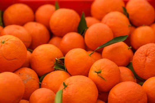 juicy fresh tangerines in boxes for sale in Cyprus in winter 3
