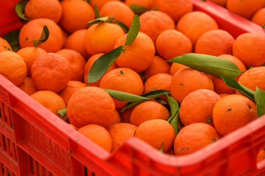 juicy fresh tangerines in boxes for sale in Cyprus in winter 7