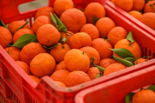 juicy fresh tangerines in boxes for sale in Cyprus in winter 8