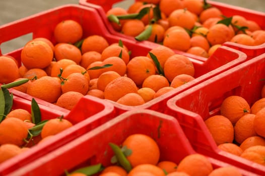 juicy fresh tangerines in boxes for sale in Cyprus in winter 10