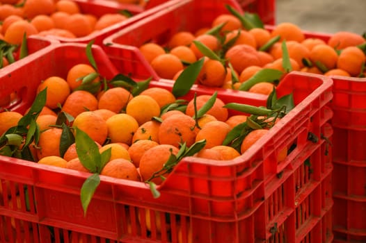 juicy fresh tangerines in boxes for sale in Cyprus in winter 11