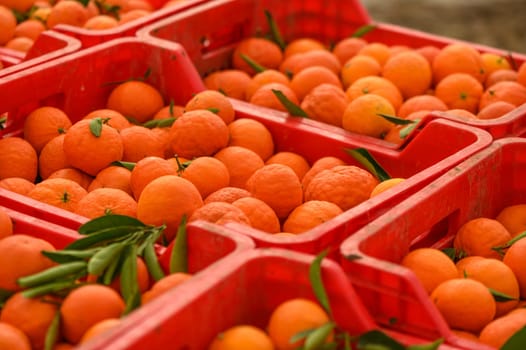 juicy fresh tangerines in boxes for sale in Cyprus in winter 13