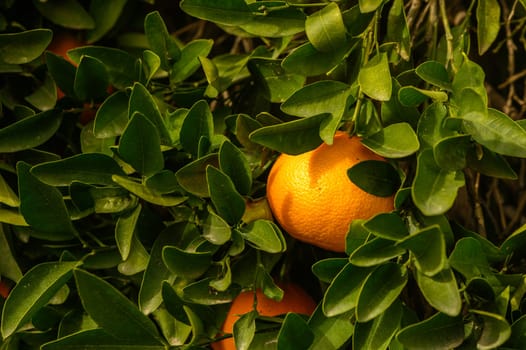 juicy fresh tangerines in a garden in Cyprus in winter 1