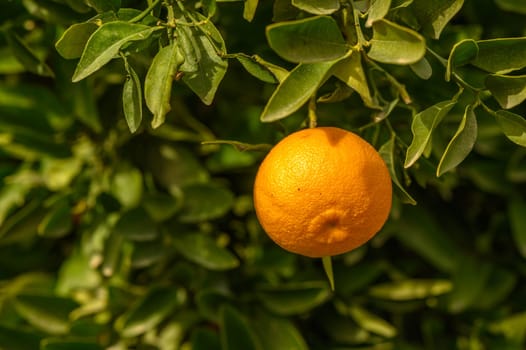 juicy fresh tangerines in a garden in Cyprus in winter 2