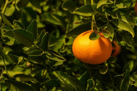 juicy fresh tangerines in a garden in Cyprus in winter 3