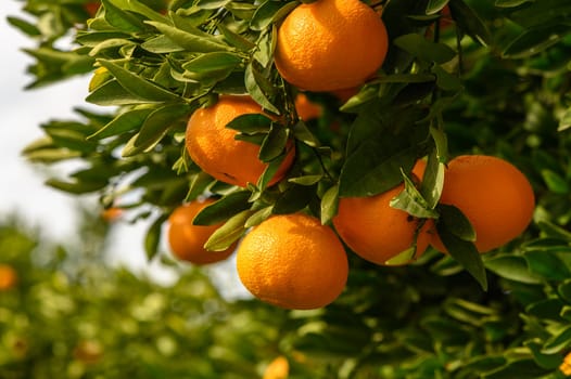 juicy fresh tangerines in a garden in Cyprus in winter 4