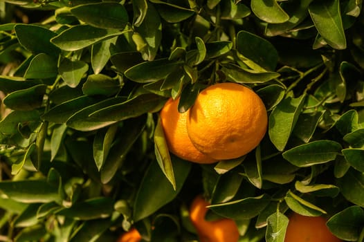 juicy fresh tangerines in a garden in Cyprus in winter 5