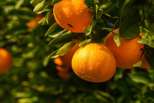 juicy fresh tangerines in a garden in Cyprus in winter 6