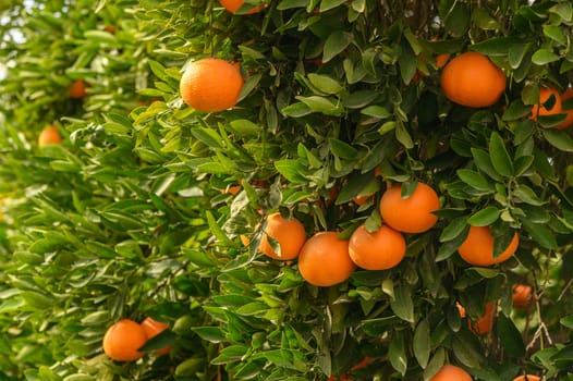 juicy fresh tangerines in a garden in Cyprus in winter 8