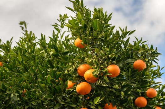 juicy fresh tangerines in a garden in Cyprus in winter 9