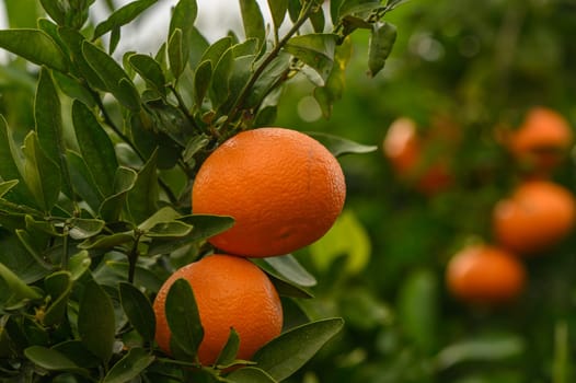 juicy fresh tangerines in a garden in Cyprus in winter 10