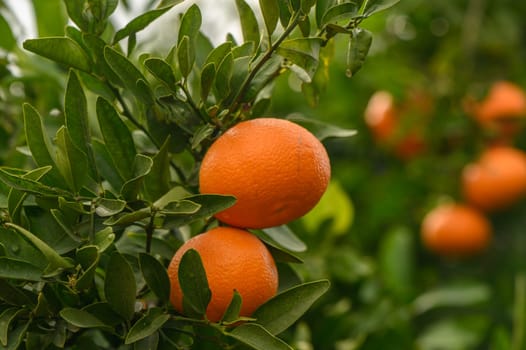 juicy fresh tangerines in a garden in Cyprus in winter 11