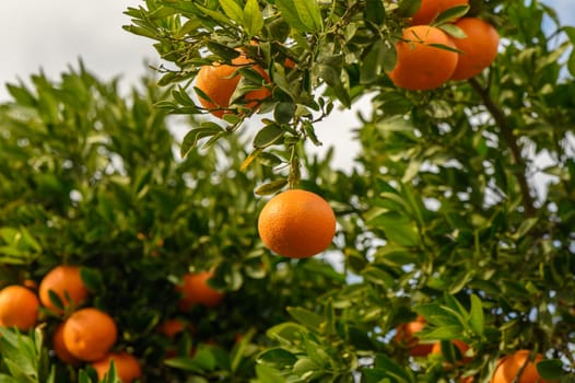 juicy fresh tangerines in a garden in Cyprus in winter 12