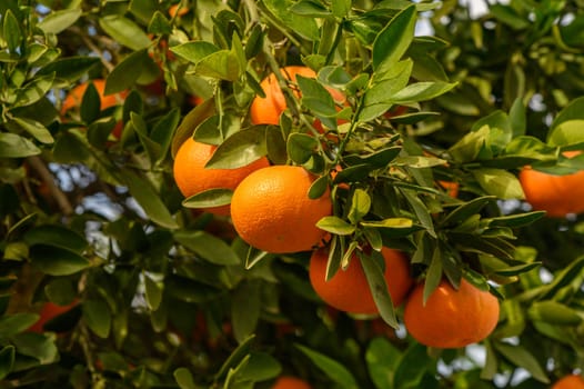 juicy fresh tangerines in a garden in Cyprus in winter 13