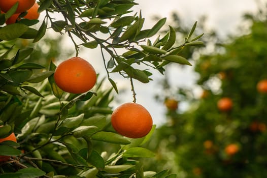 juicy fresh tangerines in a garden in Cyprus in winter 15