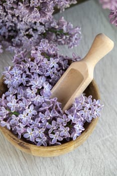 Wooden Bowl with wooden spoon of fresh purple lilac petals with branch of blooming lilac. Lilac flowers fragrance. Concept for spa wellness and aromatherapy. Copy space Still life composition springtime. Wallpaper for greeting card, postcard