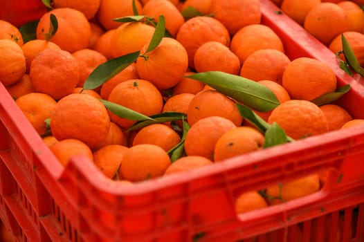 juicy fresh tangerines in boxes for sale in Cyprus in winter 15