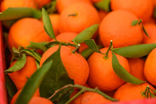 juicy fresh tangerines in boxes for sale in Cyprus in winter 16