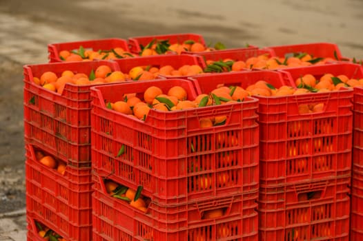 juicy fresh tangerines in boxes for sale in Cyprus in winter 19