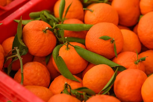 juicy fresh tangerines in boxes for sale in Cyprus in winter 24