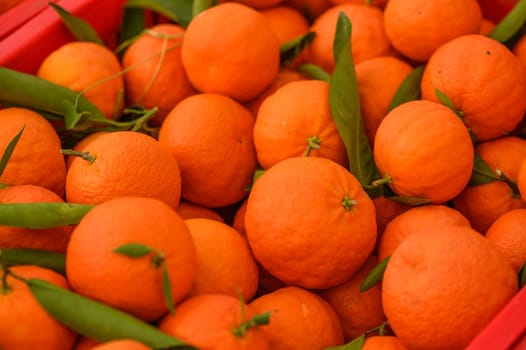 juicy fresh tangerines in boxes for sale in Cyprus in winter 25