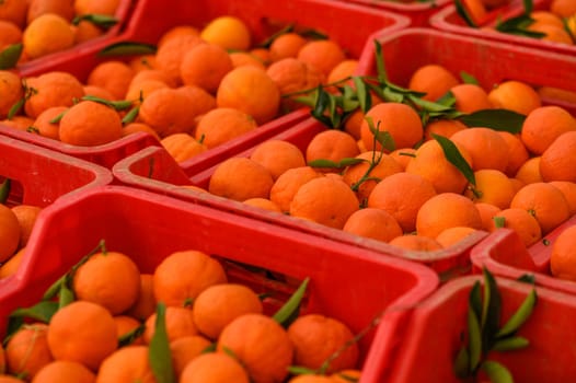 juicy fresh tangerines in boxes for sale in Cyprus in winter 27