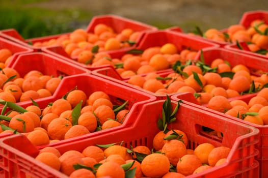 juicy fresh tangerines in boxes for sale in Cyprus in winter 29