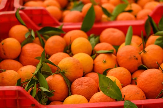 juicy fresh tangerines in boxes for sale in Cyprus in winter 30