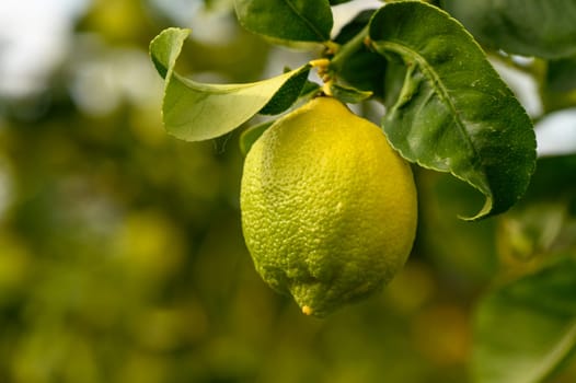 juicy fresh lemons in a garden in Cyprus in winter 11