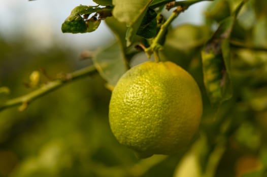 juicy fresh lemons in a garden in Cyprus in winter 9