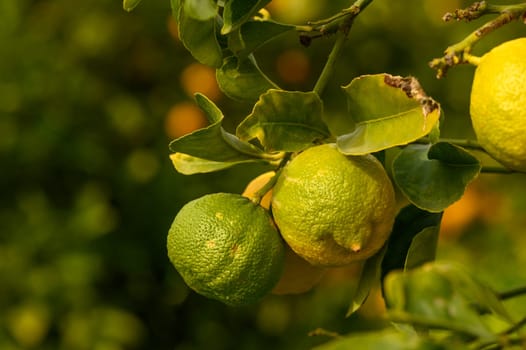 juicy fresh lemons in a garden in Cyprus in winter 8
