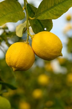 juicy fresh lemons in a garden in Cyprus in winter 7