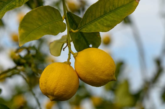 juicy fresh lemons in a garden in Cyprus in winter 6