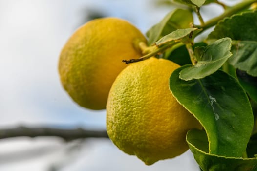 juicy fresh lemons in a garden in Cyprus in winter 5