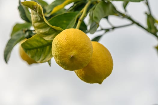 juicy fresh lemons in a garden in Cyprus in winter 3