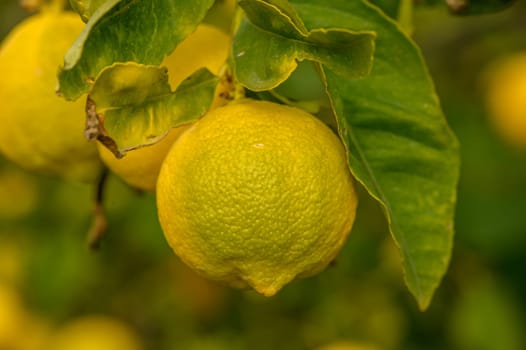 juicy fresh lemons in a garden in Cyprus in winter 2