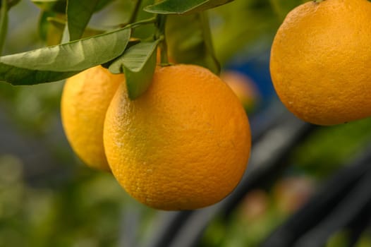 juicy fresh oranges in a garden in Cyprus in winter 2