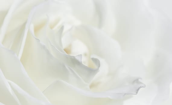 White rose flower petals. Macro flowers backdrop for holiday design. Abstract floral background. Soft focus.