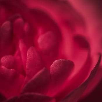 Red rose flower petals. Soft focus, abstract floral background. Macro flowers backdrop for holiday design