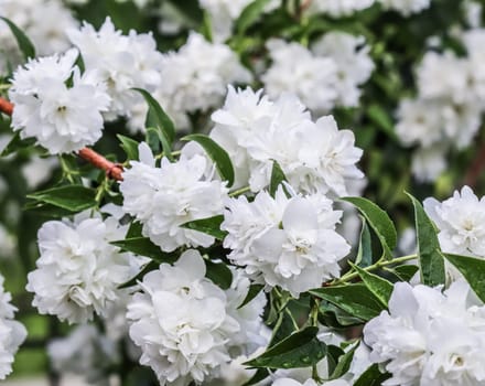 White terry jasmine flowers in the garden against blue sky. Floral background