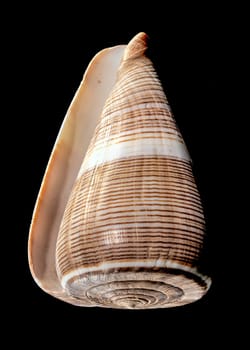 Close-up of Conus Figulinus sea shell on a black background