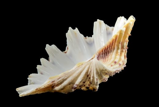 Close-up of Hippopus hippopus sea shell on a black background