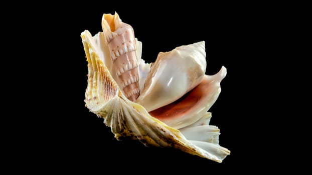 Composition of several seashells on a black background. Still life of shells