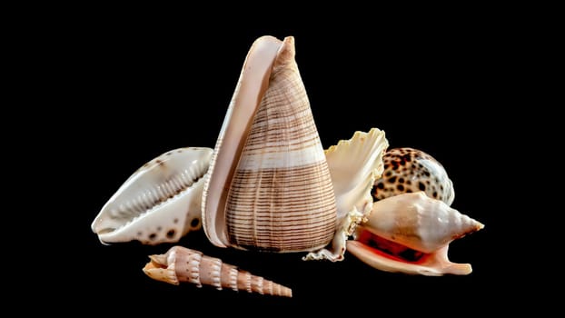 Composition of several seashells on a black background. Still life of shells