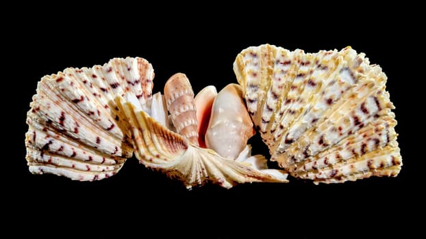 Composition of several seashells on a black background. Still life of shells