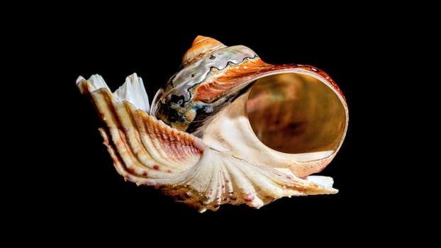 Composition of several seashells on a black background. Still life of shells