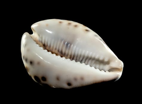 Close-up of Tiger Cowrie sea shell on a black background