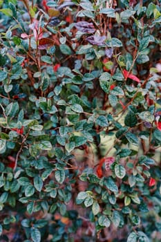 Red and green leaves on a barberry bush in the garden. High quality photo